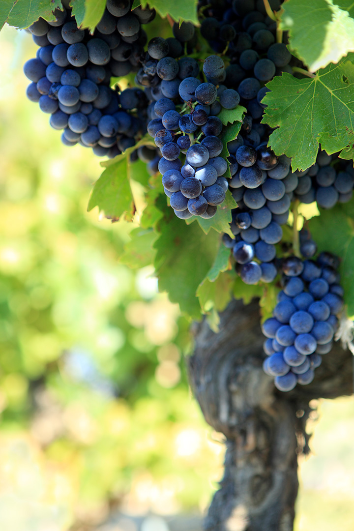 Grappolo d'uva nera - cosa vedere a siena